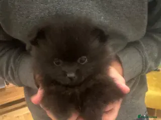 Pomeranian dogs Ready To Leave Stunning Tiny Kc Poms - Advert 16