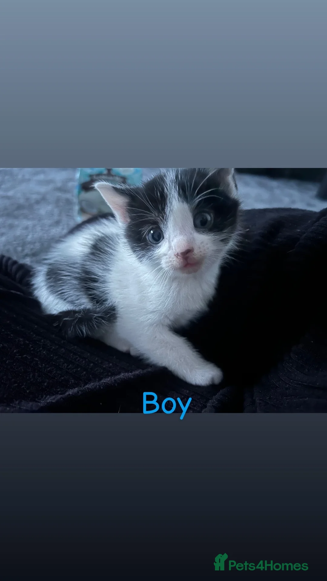 British Shorthair cats for sale: 4 male kittens  - Advert 2