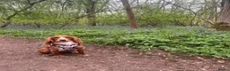 Cocker Spaniel dogs for sale: Show type cocker spaniel  - Advert 4