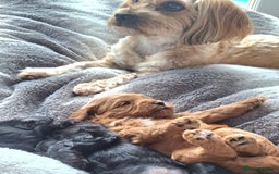 Cavapoo dogs for sale: Toy Cavapoo puppies - Image 16