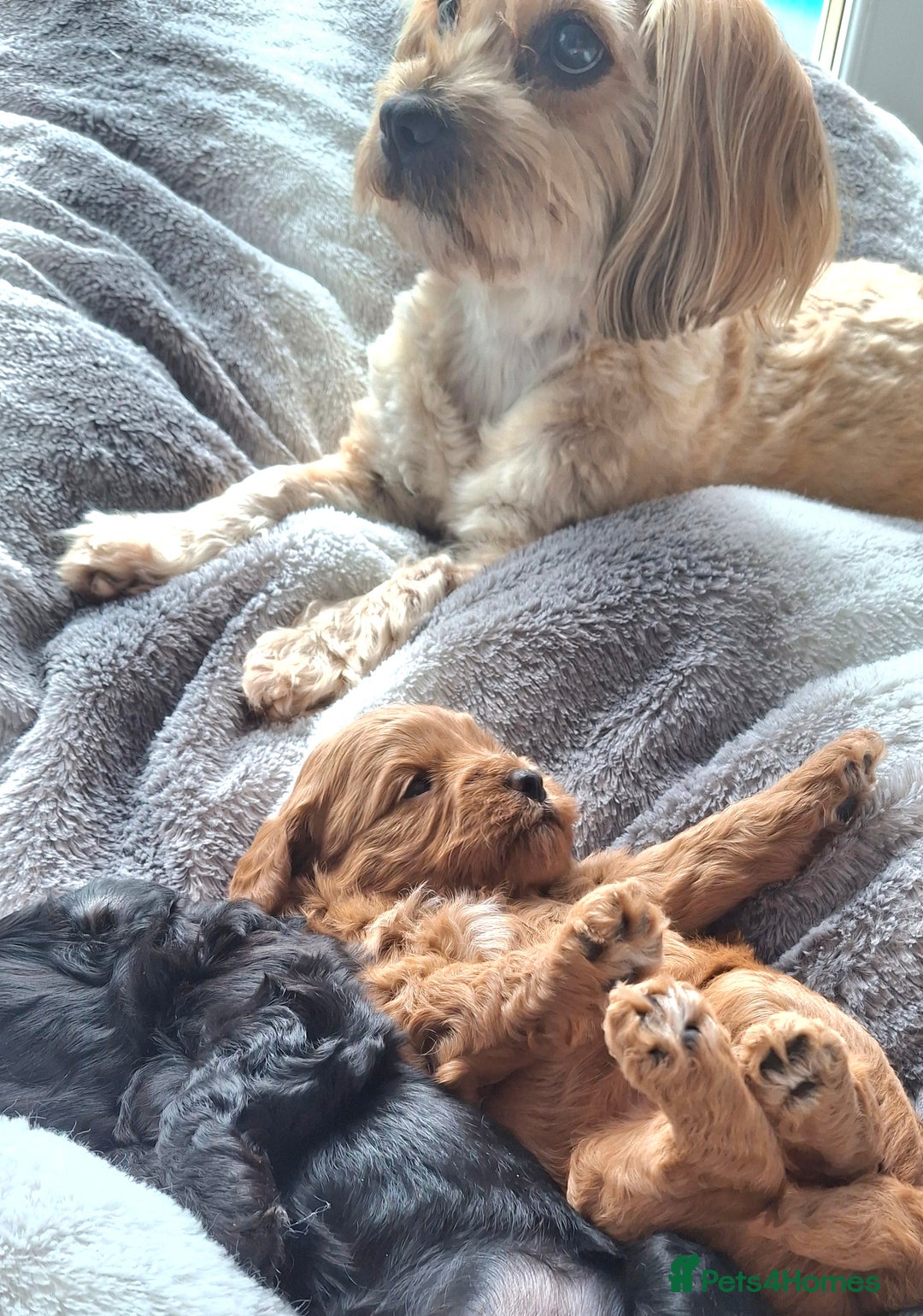 Cavapoo dogs for sale: Toy Cavapoo puppies - Image 16