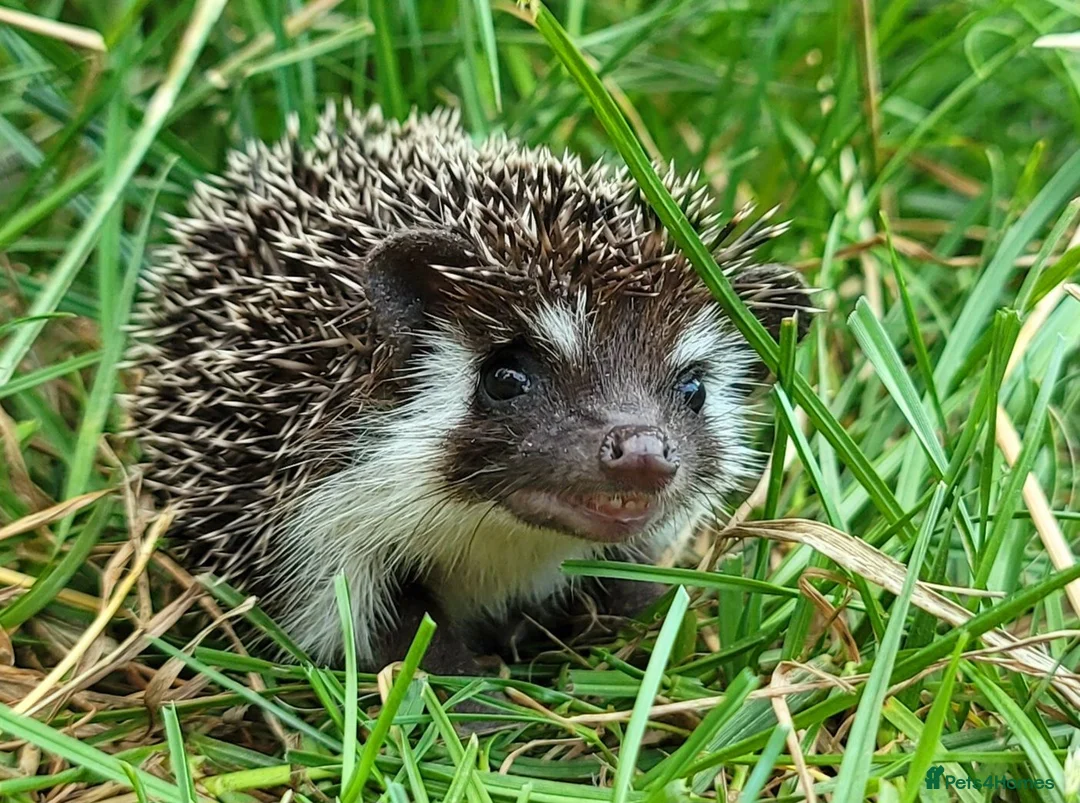 Pygmy Hedgehog rodents for sale: African Pygmy Hedgehog Hoglets  - Advert 6