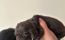 Cocker Spaniel dogs for sale: 🐾🐶 SHOW TYPE COCKER SPANIELS🐶🐾 - Image 28