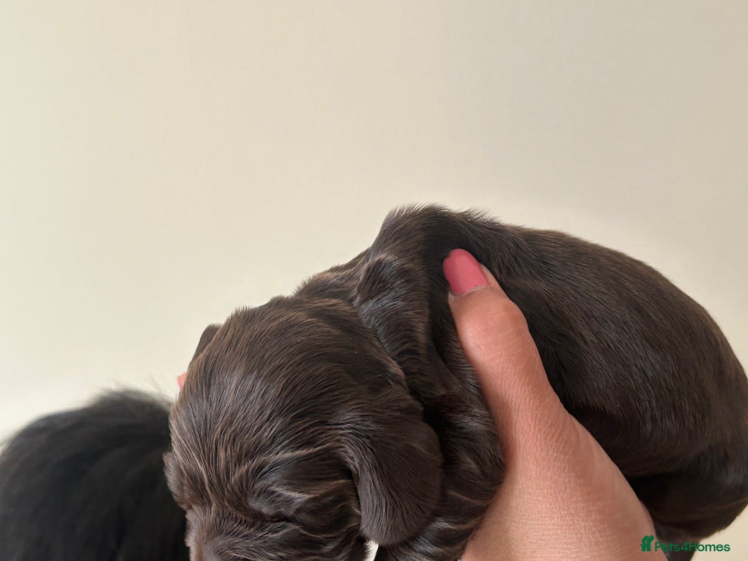 Cocker Spaniel dogs for sale: 🐾🐶 SHOW TYPE COCKER SPANIELS🐶🐾 - Image 28