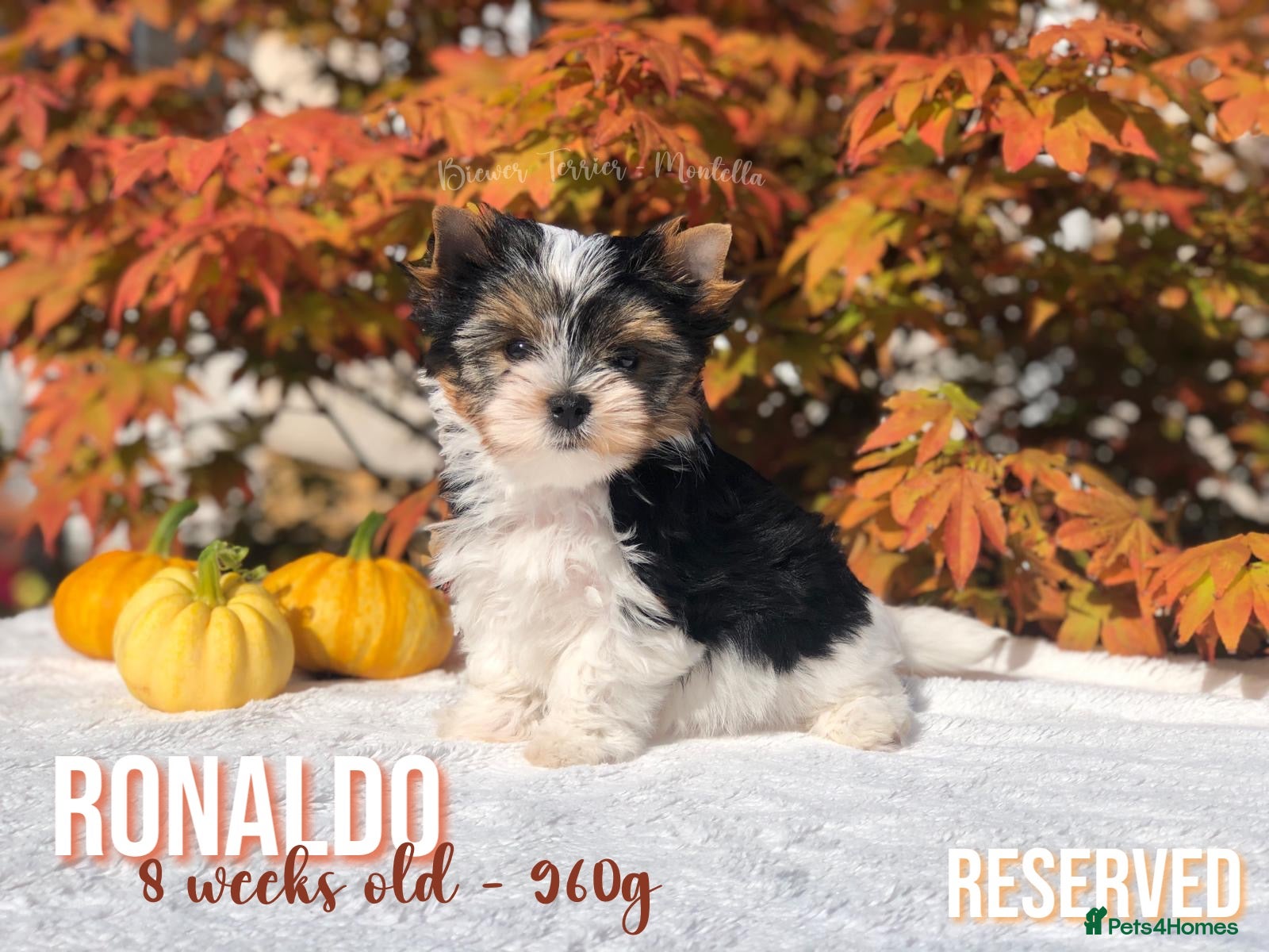 Yorkshire Terrier dogs Beautiful Litter of Six Biewer Terriers! - Advert 2