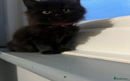 RagaMuffin cats for sale: Ragamuffin kittens  - Image 2