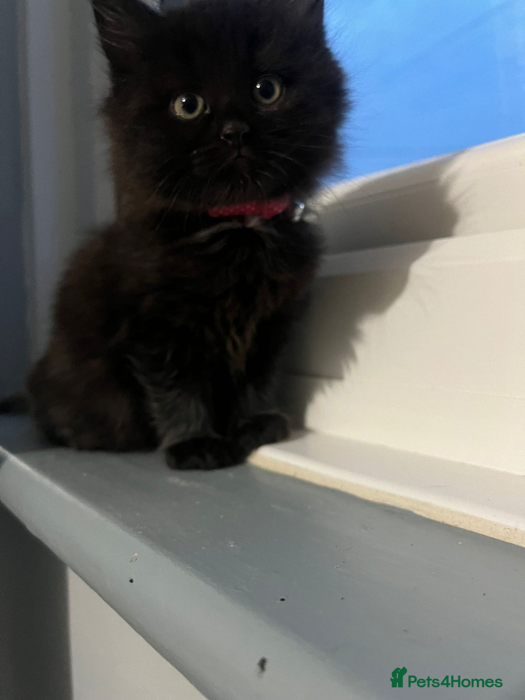 RagaMuffin cats for sale: Ragamuffin kittens  - Image 2