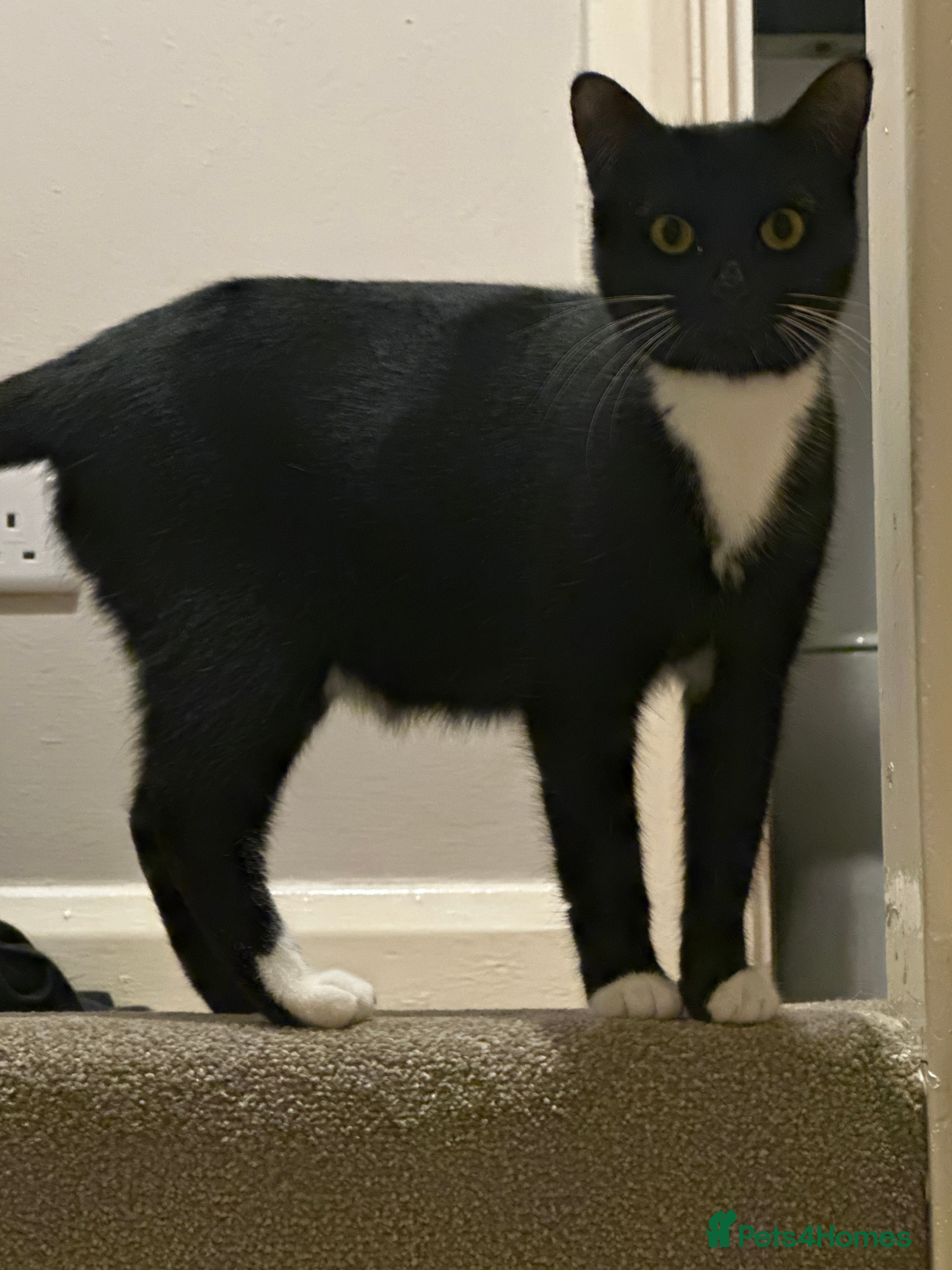 Mixed Breed cats 2 Black with a little bit of white cats (sisters) - Advert 3