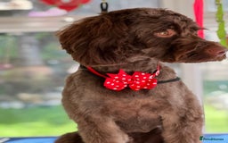 Cockapoo dogs for stud: Remy 18 month old F1 cockapoo for stud  - Image 10