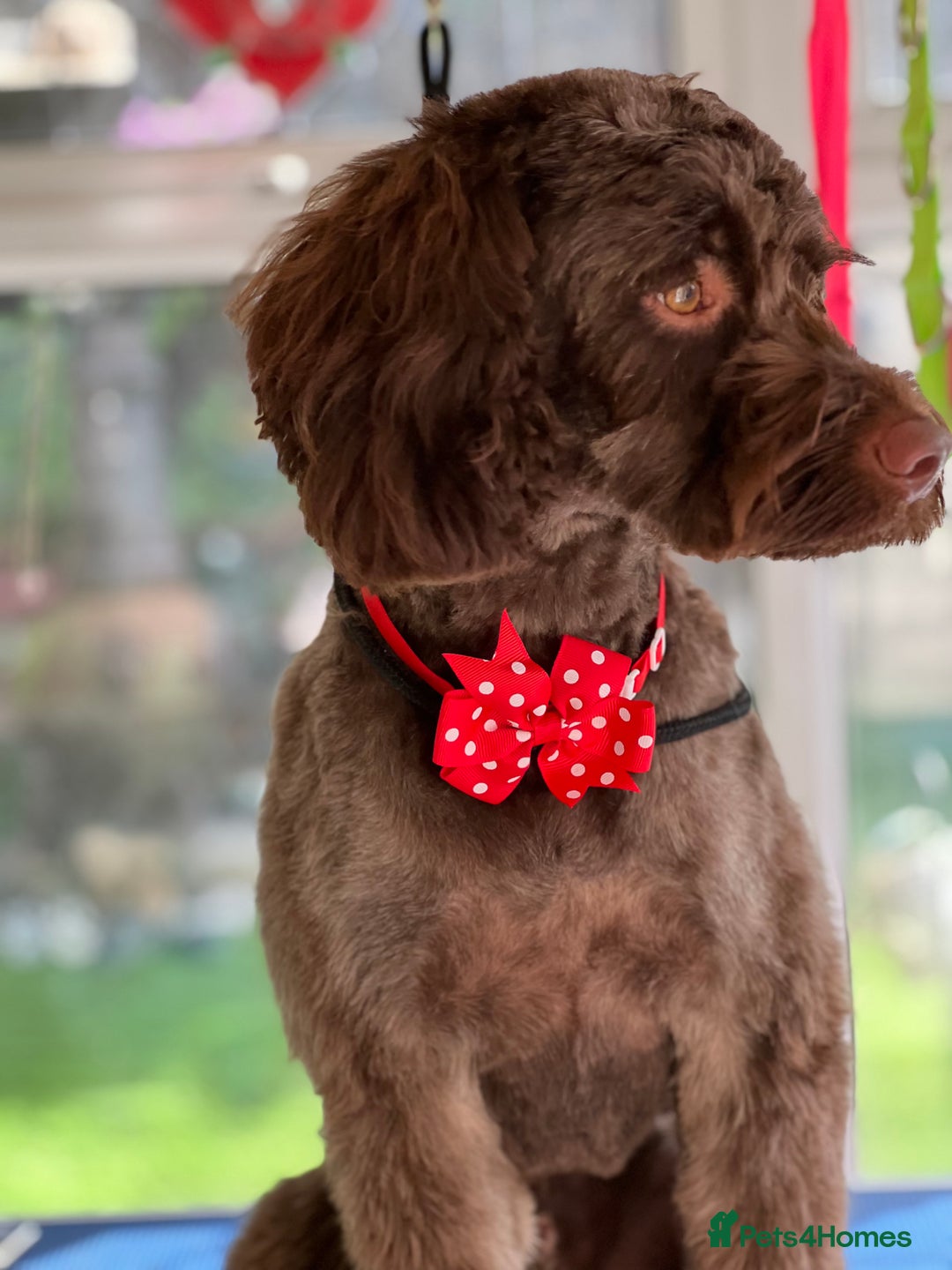 Cockapoo dogs for stud: Remy 18 month old F1 cockapoo for stud  - Image 10