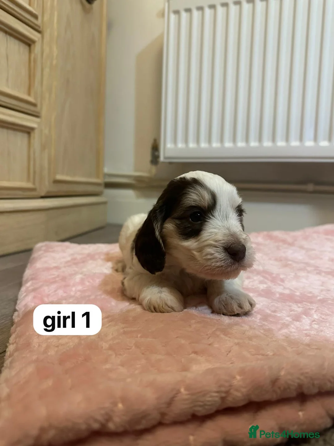 Cockapoo dogs for sale: F1 cockapoos  - Advert 2