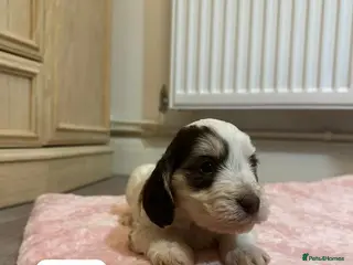 Cockapoo dogs F1 cockapoos - Advert 1