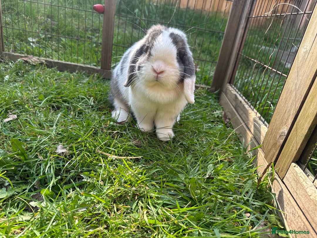 Mini Lop rabbits for sale: Mini lop sibling pair  - Image 25