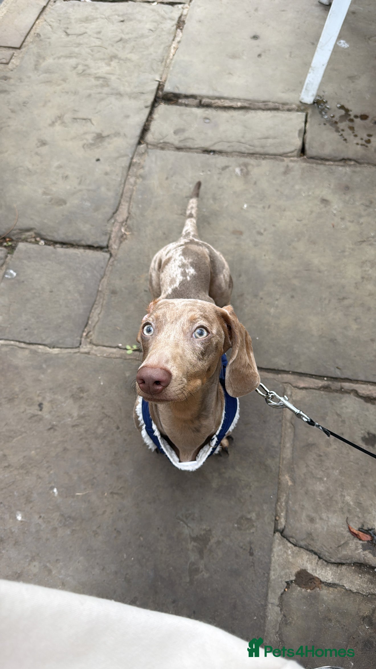 Dachshund dogs Loving Home Needed. - Advert 1