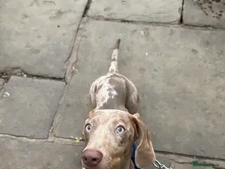 Dachshund dogs Loving Home Needed. - Advert 1