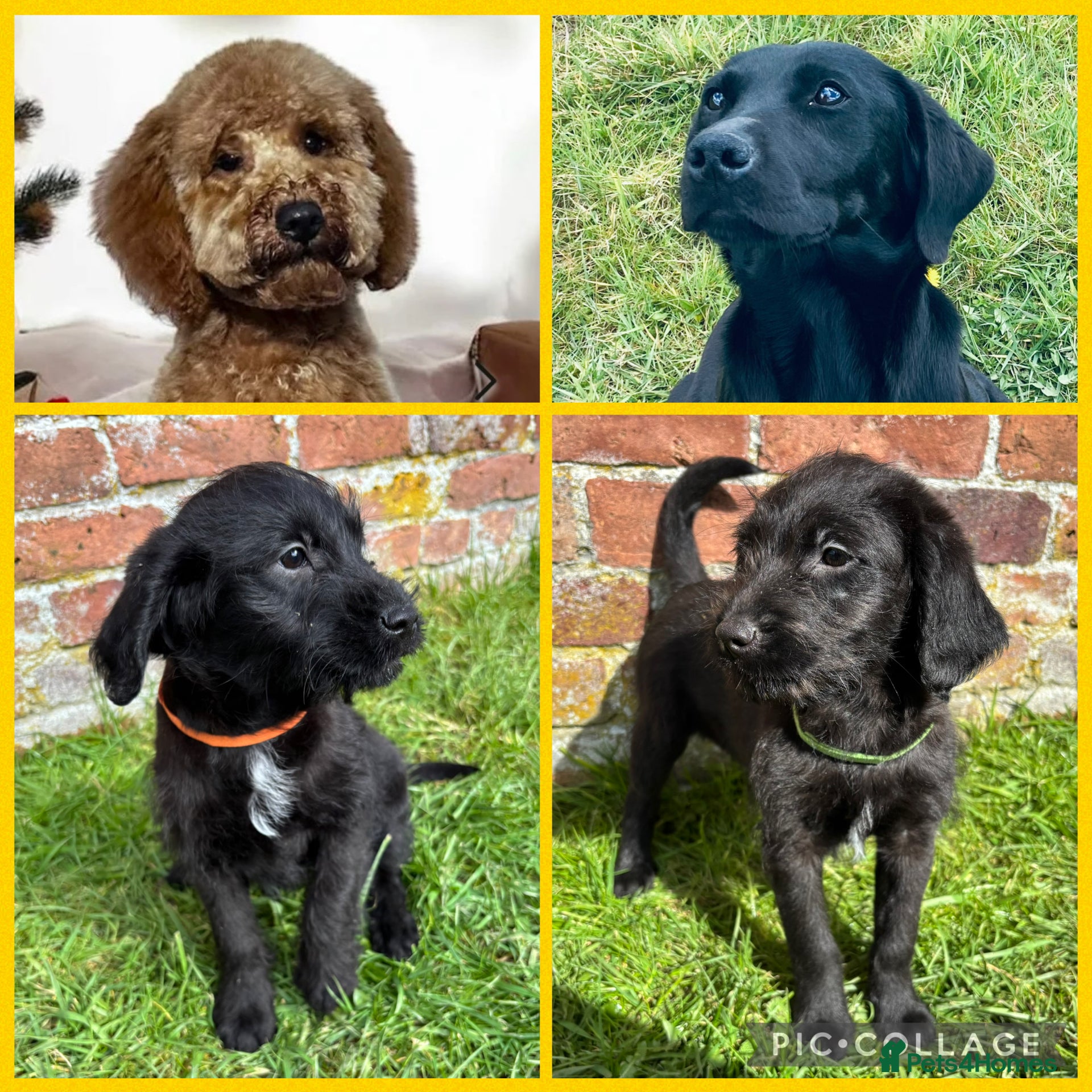 Labradoodle dogs Outstanding Pedigree F1 Labradoodle DNA Clear - Advert 6