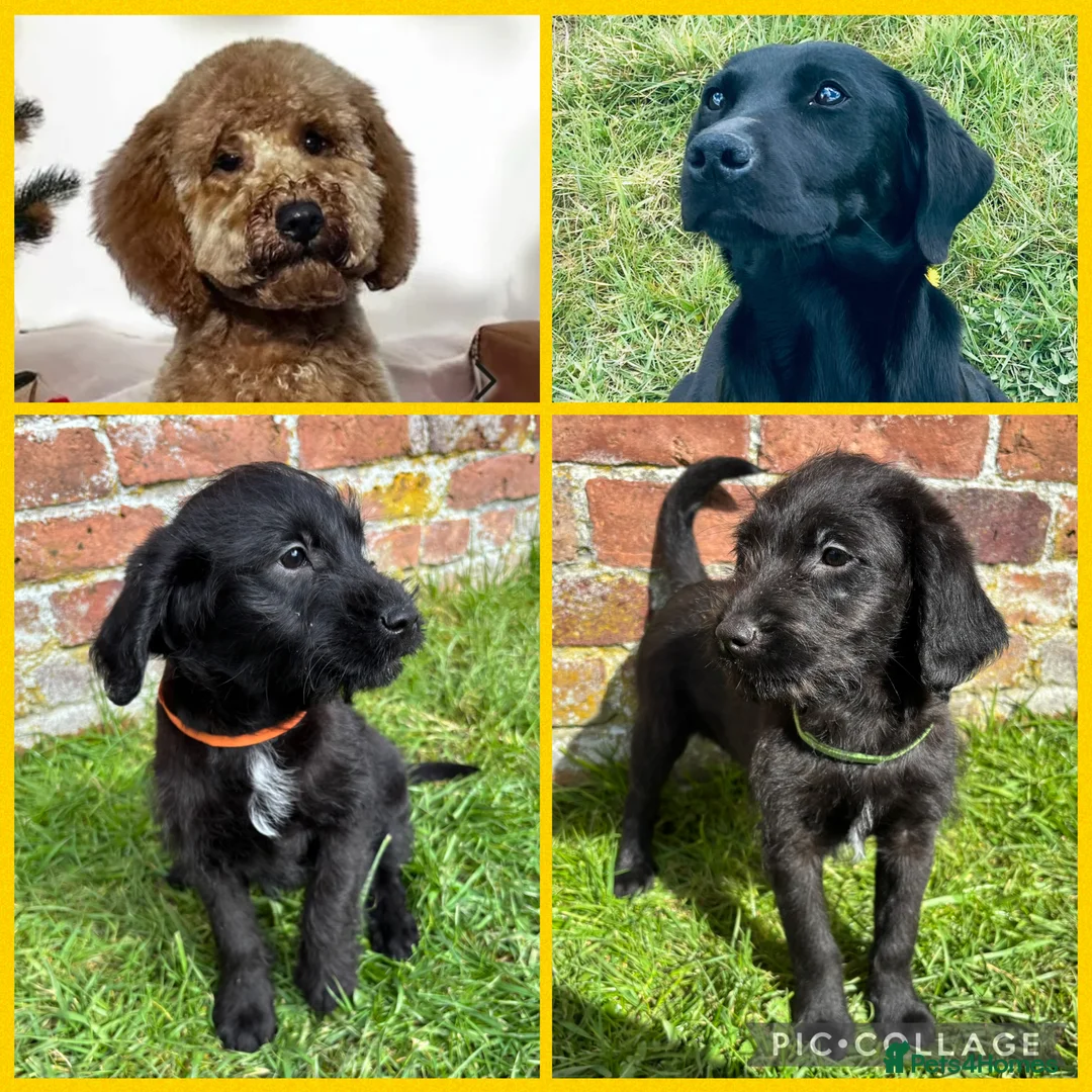 Labradoodle dogs for sale: Outstanding Pedigree F1 Labradoodle DNA Clear - Advert 1