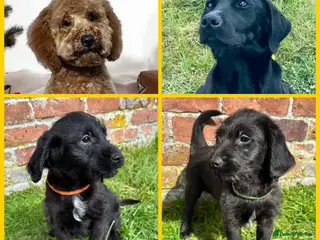 Labradoodle dogs Outstanding Pedigree F1 Labradoodle DNA Clear - Advert 6