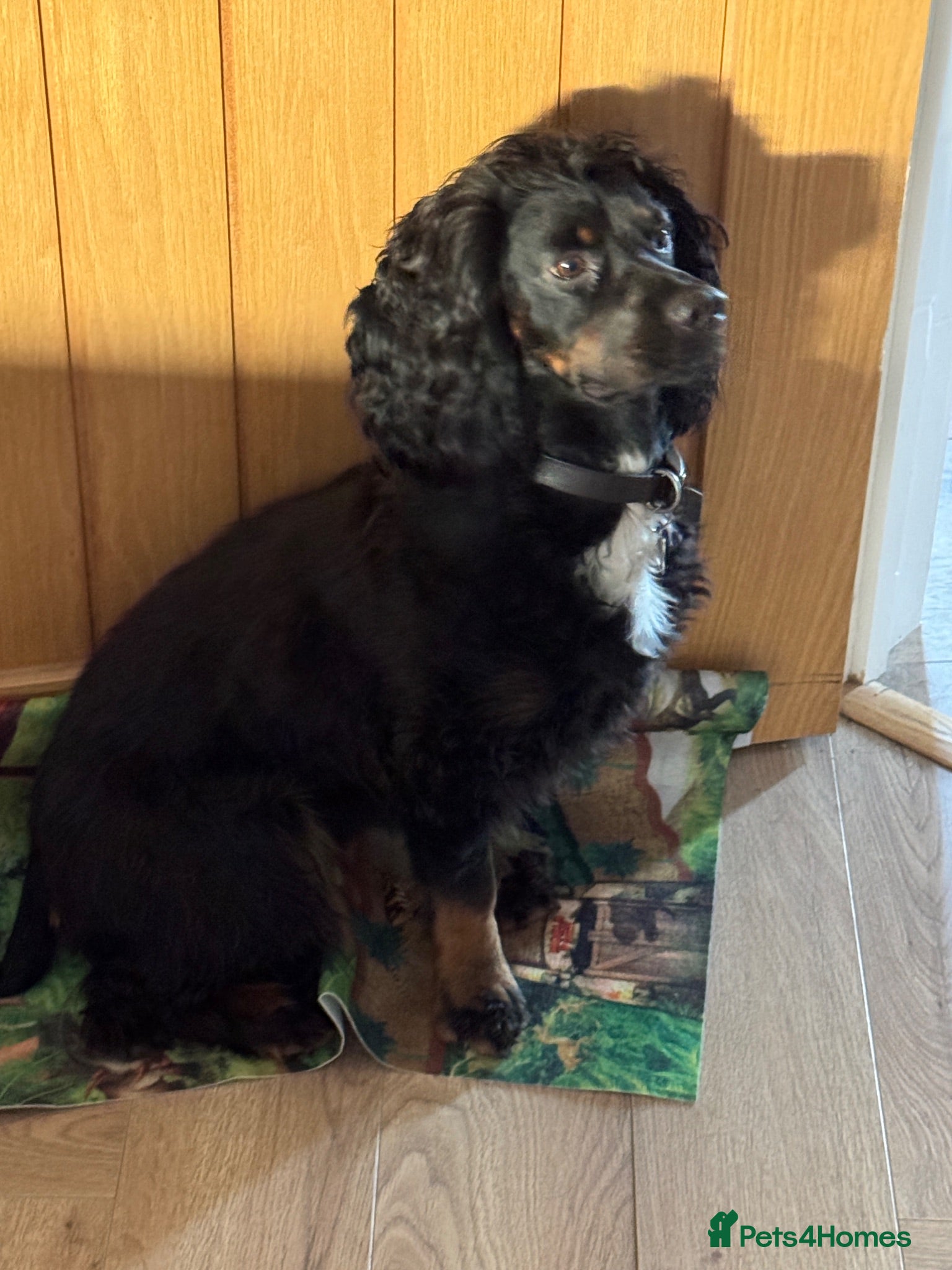 Cocker Spaniel dogs 2 Yr Old Male Cocker Spaniel - Advert 4