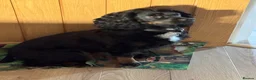 Cocker Spaniel dogs for sale: 2 Yr Old Male Cocker Spaniel - Advert 1