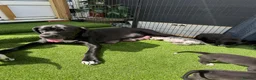 Great Dane dogs for sale: Chunky Great Dane puppies  - Advert 7