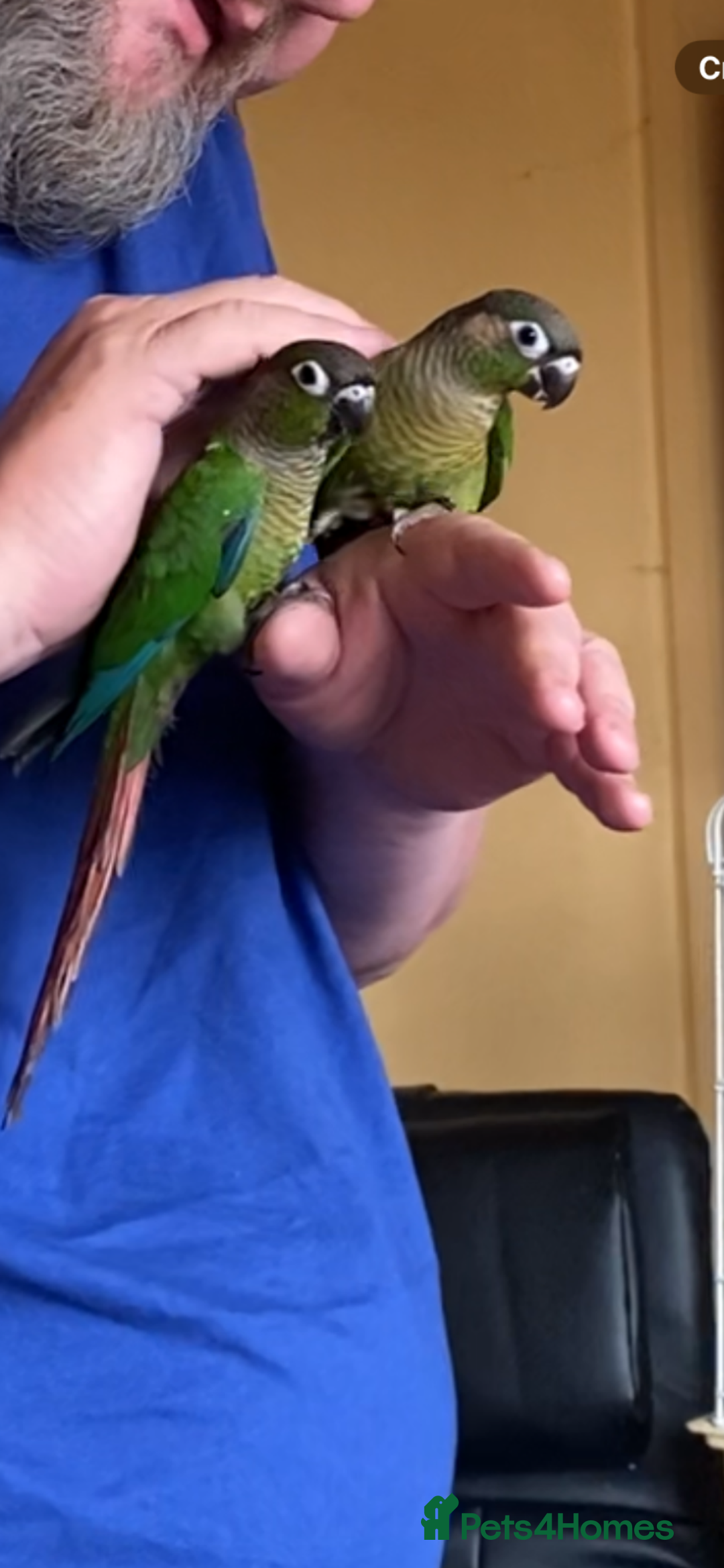 Conures birds for sale: Baby silly tame green cheek conures  - Image 2