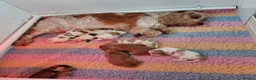 Cocker Spaniel dogs for sale: kc show cocker spaniels  - Advert 8