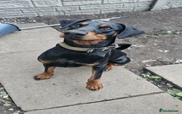 Dobermann dogs for sale: Doberman - Image 1