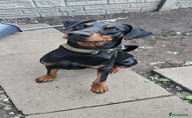 Dobermann dogs - Advert 1