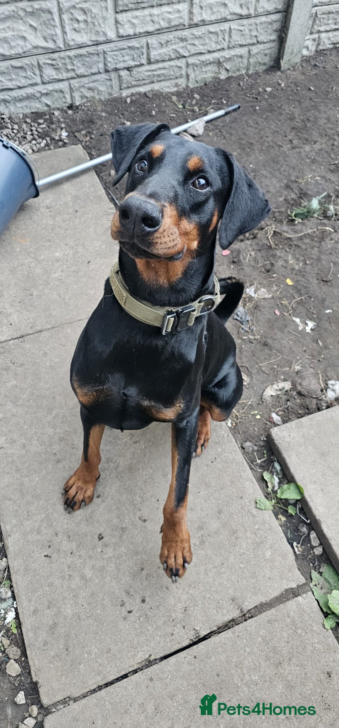 Dobermann dogs for sale: Doberman - Image 1