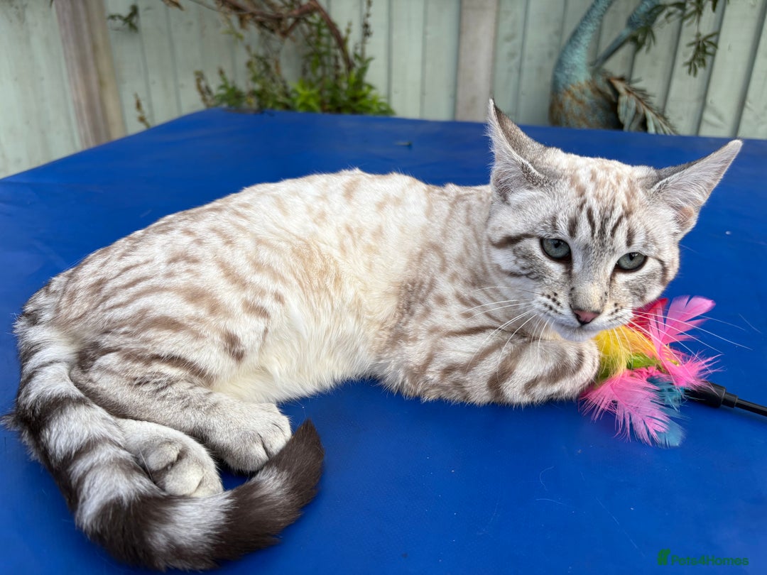 Savannah cats for sale: Superb wild looking snow leopard female  - Advert 8