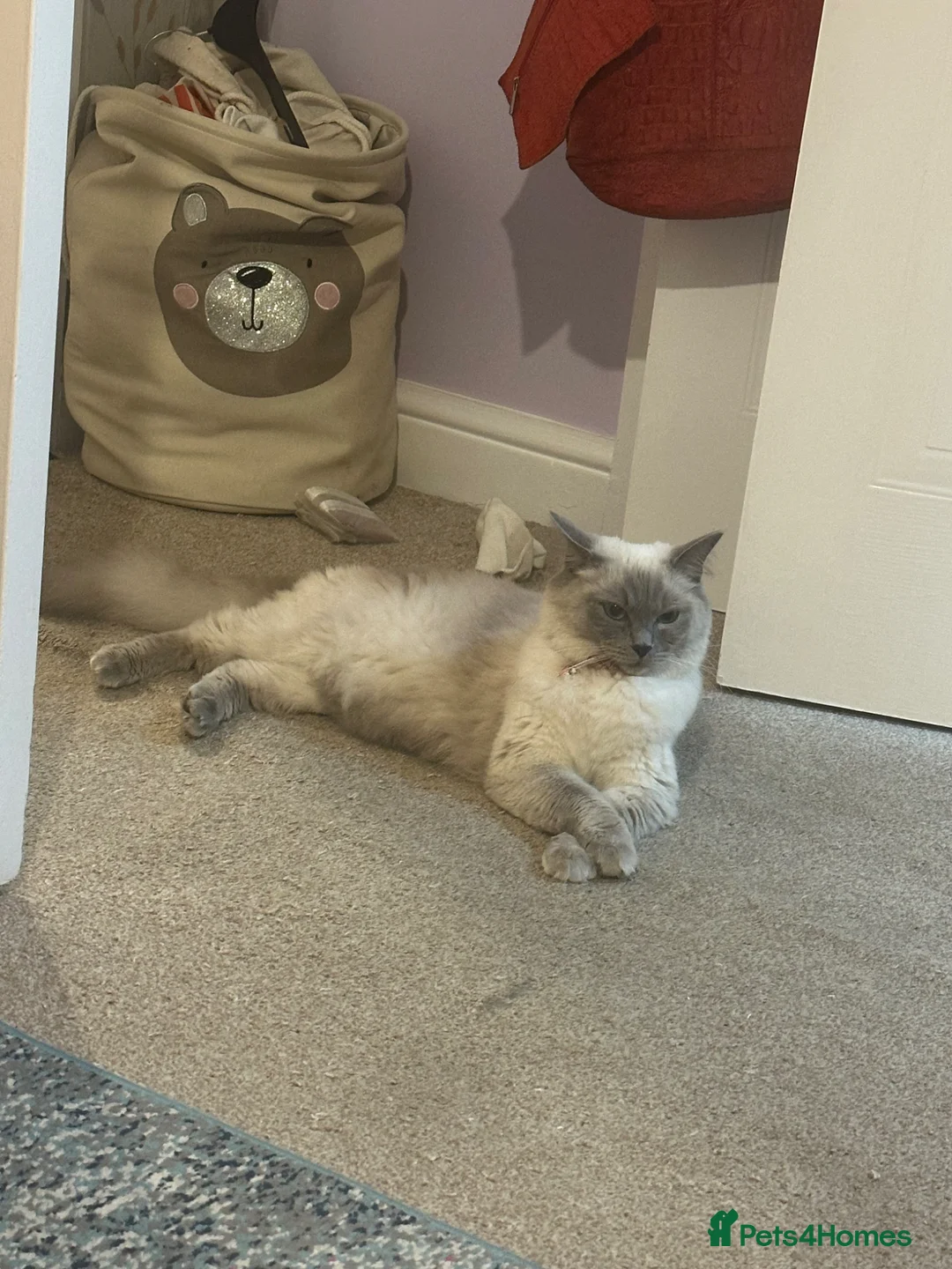 Ragdoll cats for sale: Ragdoll girl - Advert 2