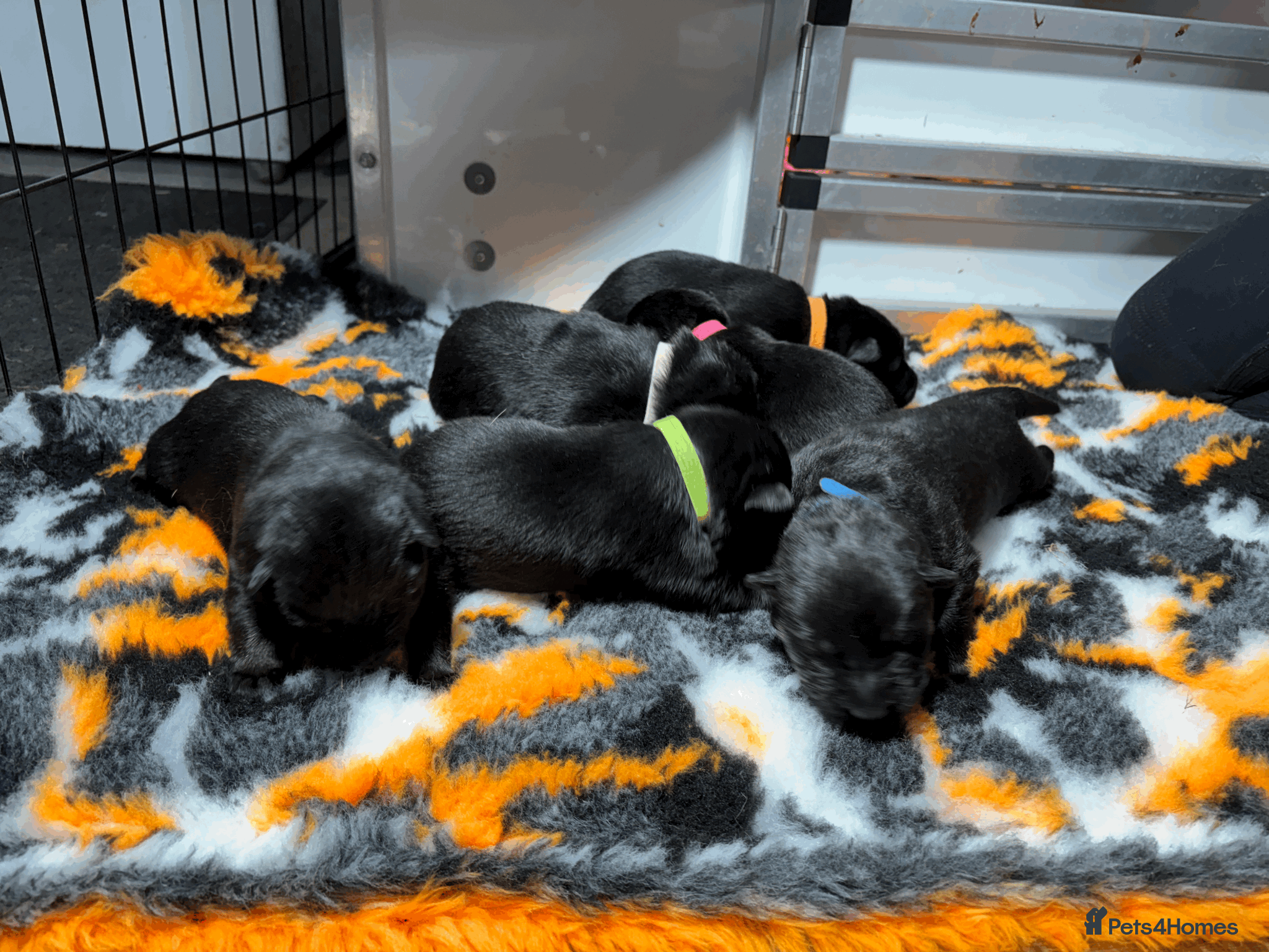 German Shepherd dogs Working Line GSD Puppies KC Registered  - Advert 5