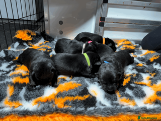German Shepherd dogs Working Line GSD Puppies KC Registered - Advert 1