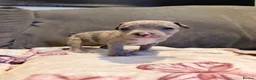 Staffordshire Bull Terrier dogs for sale: Staffy Puppies  - Advert 10