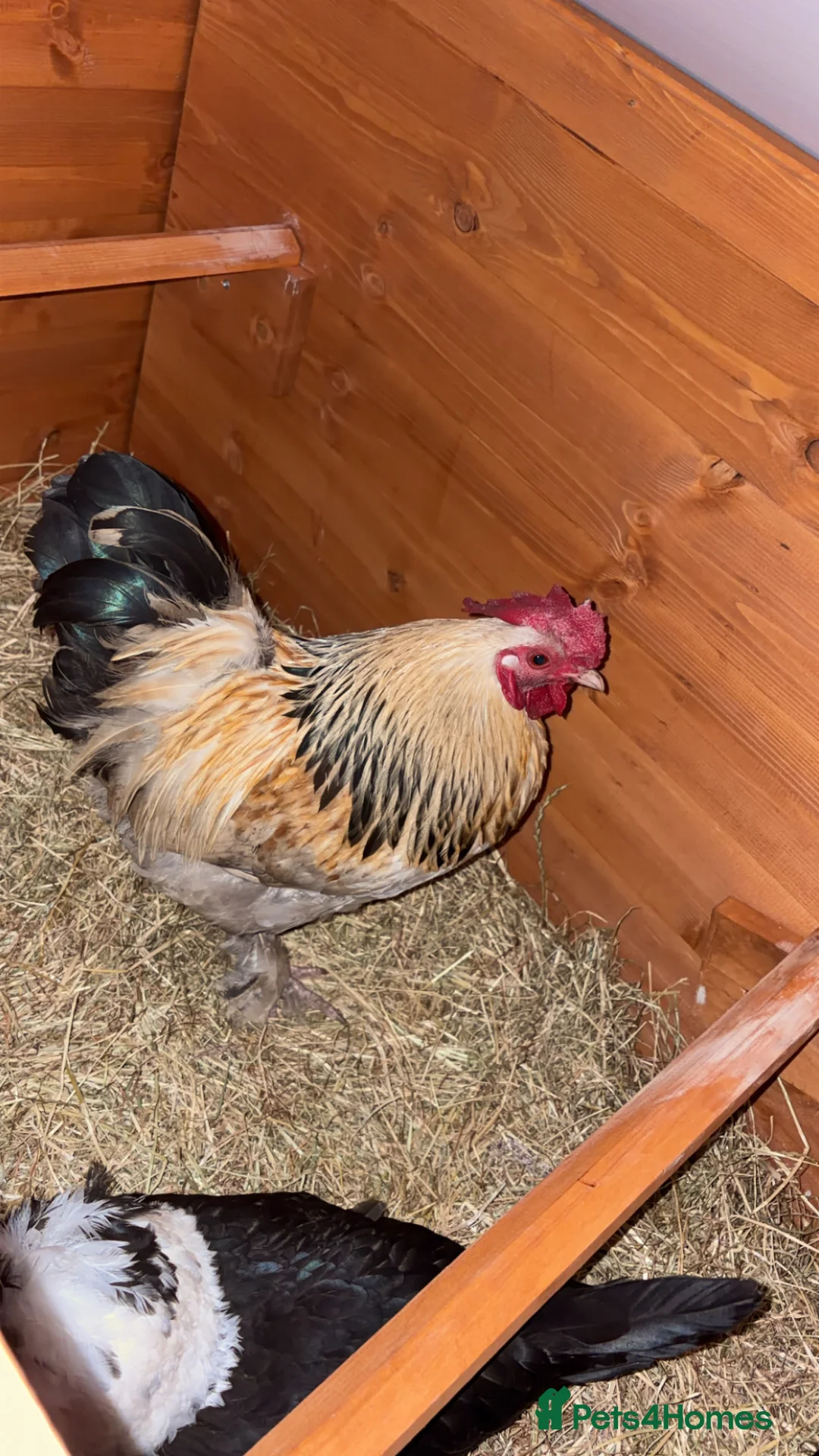 Mixed Breed poultry for sale: Bantam chickens trio for sale - Advert 2