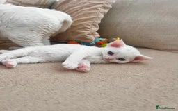 Devon Rex cats for sale: Beautiful white girl ready 17th August  - Image 8