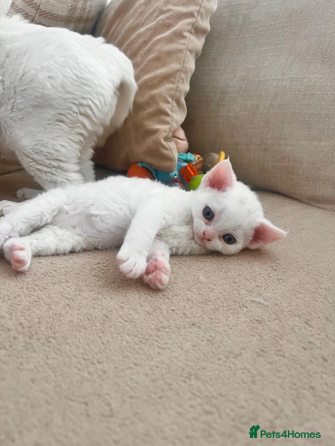 Devon Rex cats for sale: Beautiful white girl ready 17th August  - Image 8