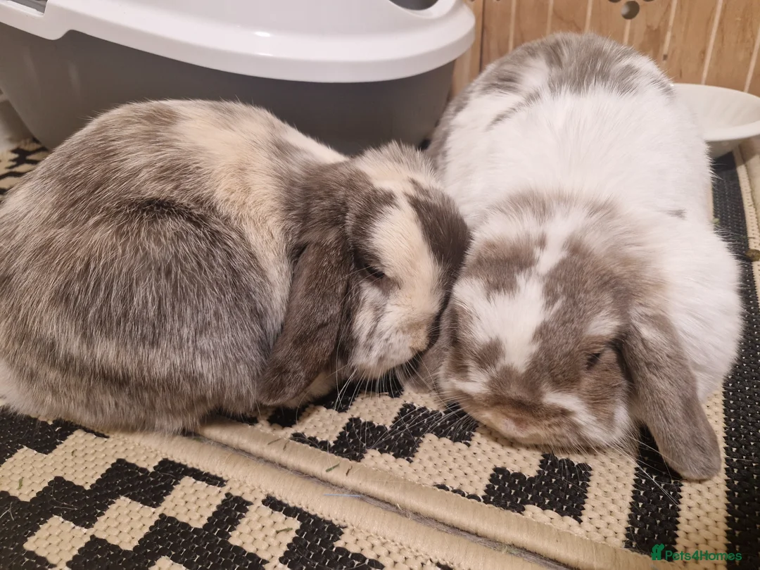Mini Lop rabbits for sale: 2 bonded mini lops  in Edinburgh - Advert 4