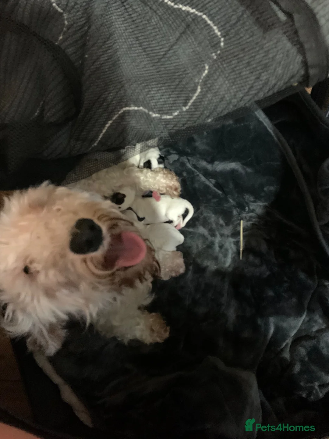 Mixed Breed dogs for sale: Ratting dogs …Sealyham terrier x Jack Russels  in Doncaster - Advert 7
