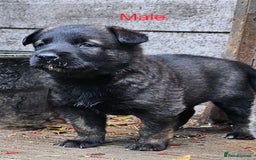 Belgian Shepherd Dog dogs for sale: DUTCH SHEPARD PUPPIES 1 MALE  - Image 9