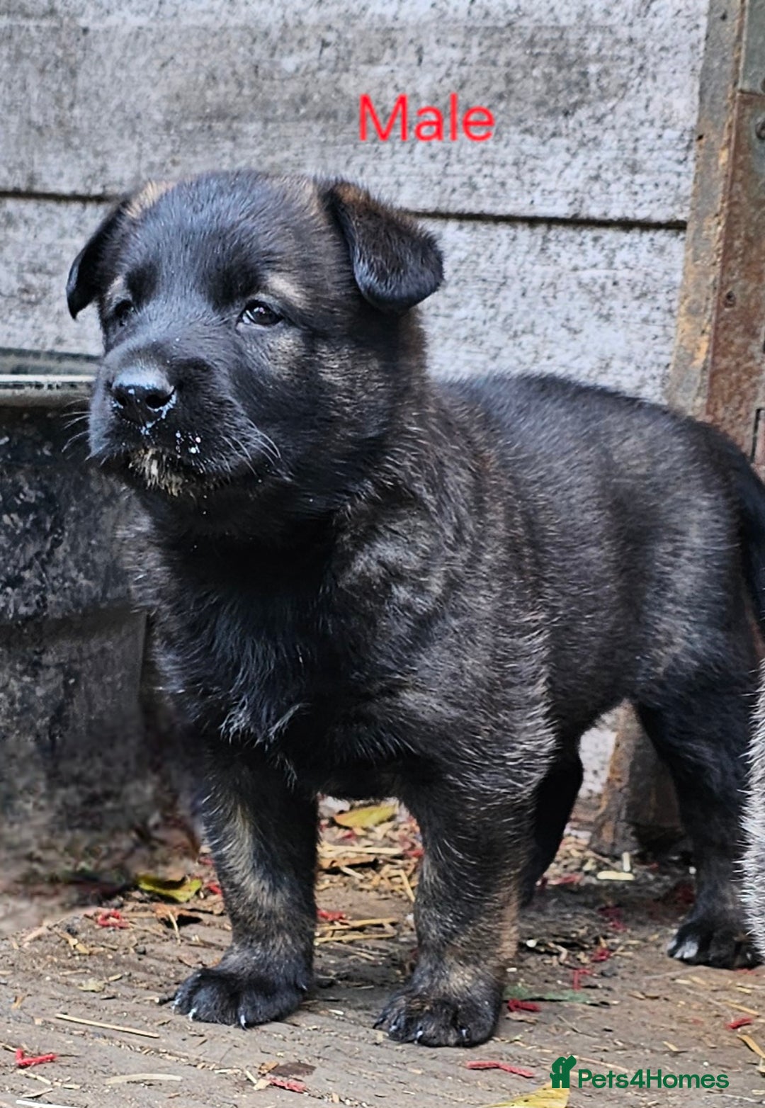 Belgian Shepherd Dog dogs for sale: DUTCH SHEPARD PUPPIES 1 MALE  - Image 9
