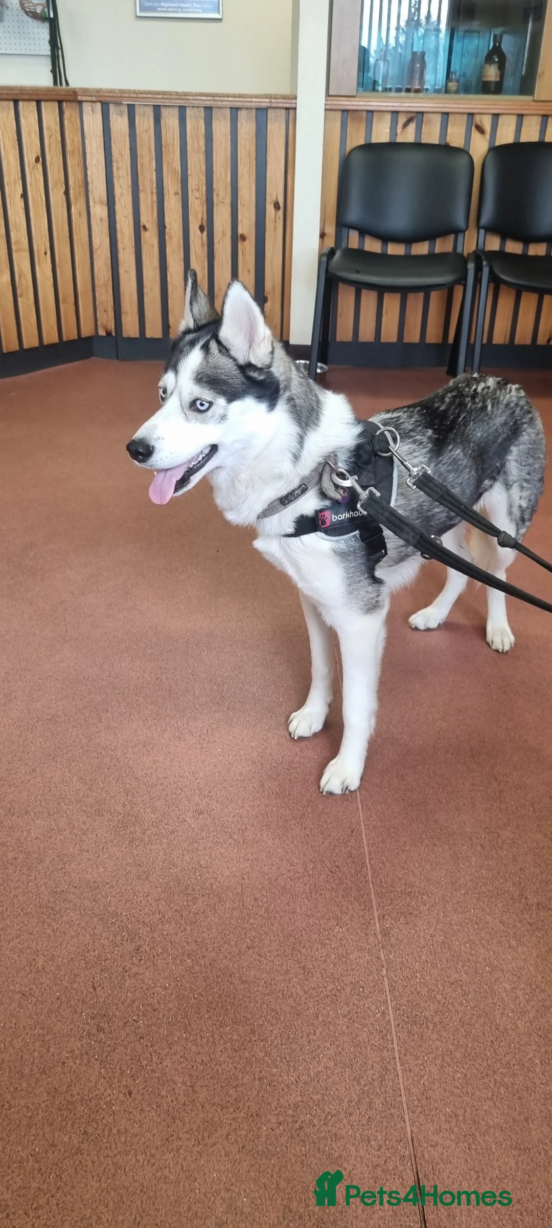 Siberian Husky dogs for sale: Siberian Husky puppies for sale. in Wick - Advert 2