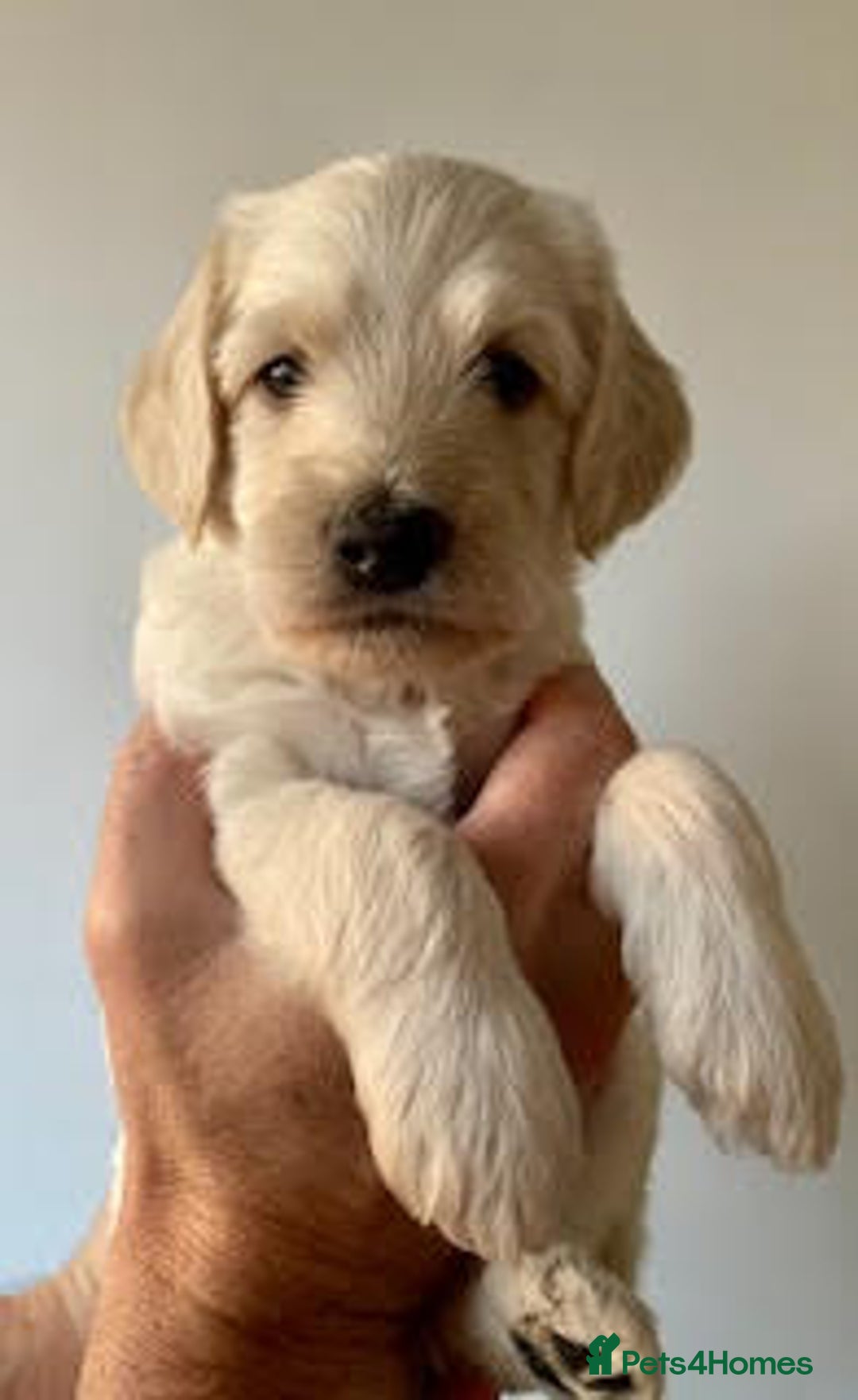 Labradoodle dogs for sale: Lily's Mini's - Multigen Mini Labradoodle Puppies - Image 12