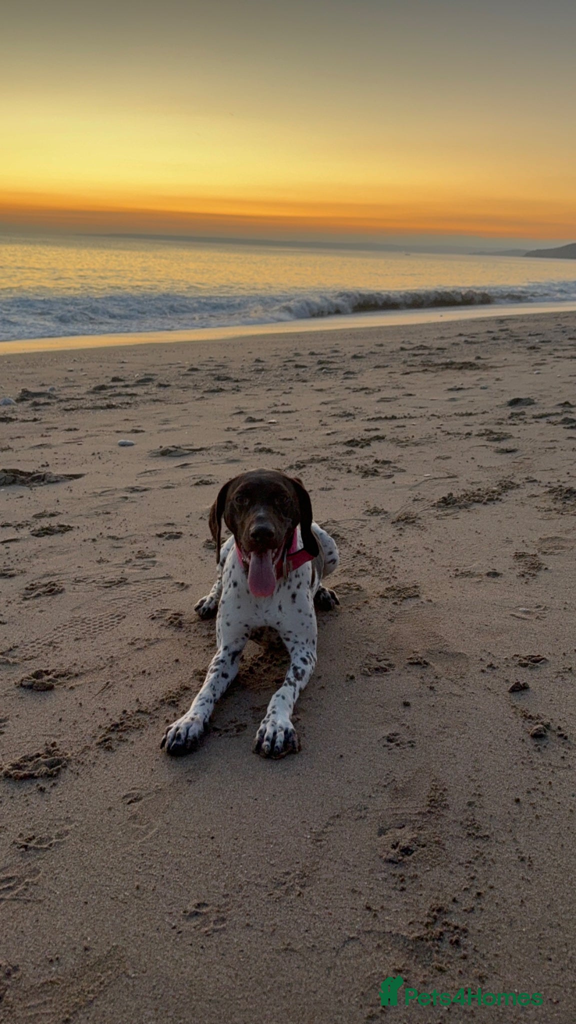 German Shorthaired Pointer dogs 2 Year old Female GSP - Advert 1