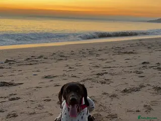 German Shorthaired Pointer dogs 2 Year old Female GSP - Advert 1