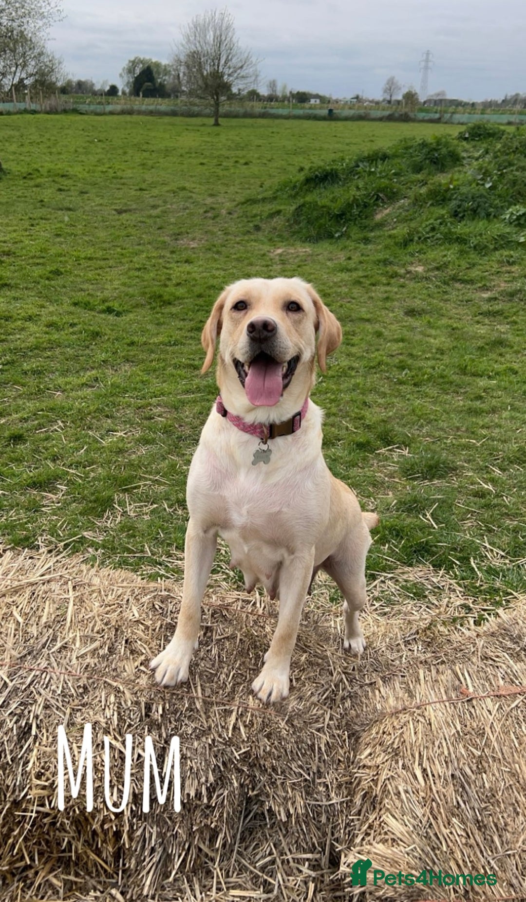 Labrador Retriever dogs for sale: Kc Registered Labradors ready to leave now - Image 24