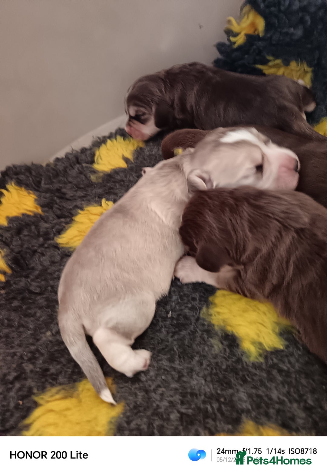 Cocker Spaniel dogs for sale: Show type Cocker Spaniel puppies - Advert 24