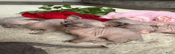 Sphynx cats for sale: Canadian Elf Sphynx  - Advert 8