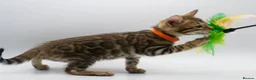Bengal cats for sale: Stunning TICA Registered Bengal Kittens - Advert 20